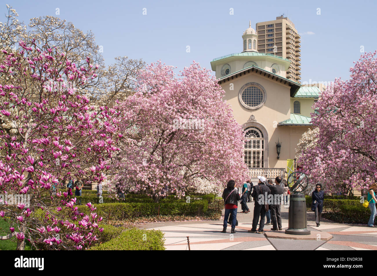 Group visitors admire spring blossom in Brooklyn Botanic Garden, NYC, USA Stock Photo