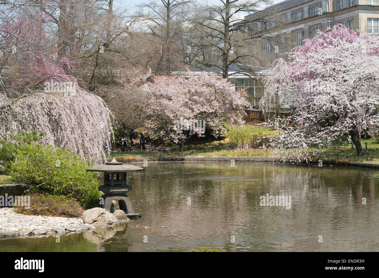 Spring color in Brooklyn Botanic Garden, NYC, USA Stock Photo