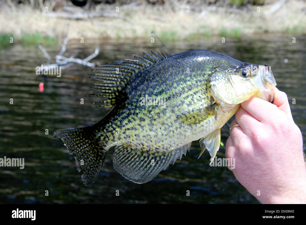 Freshwater Crappie close up with a lake and bobber in the