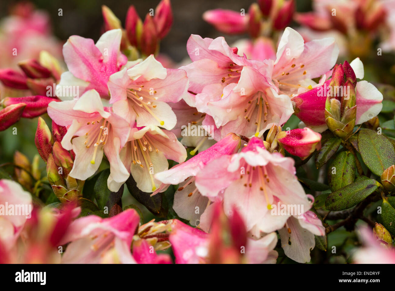 Spring flowers of Rhododendron 'Tree Creeper' Stock Photo