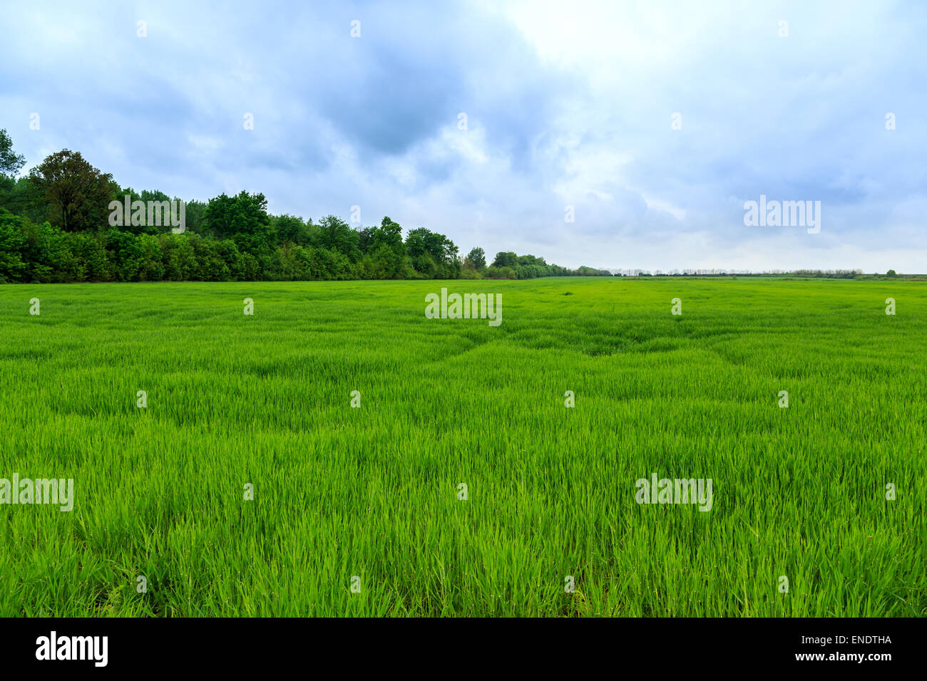 Rain over wheat field hi-res stock photography and images - Alamy