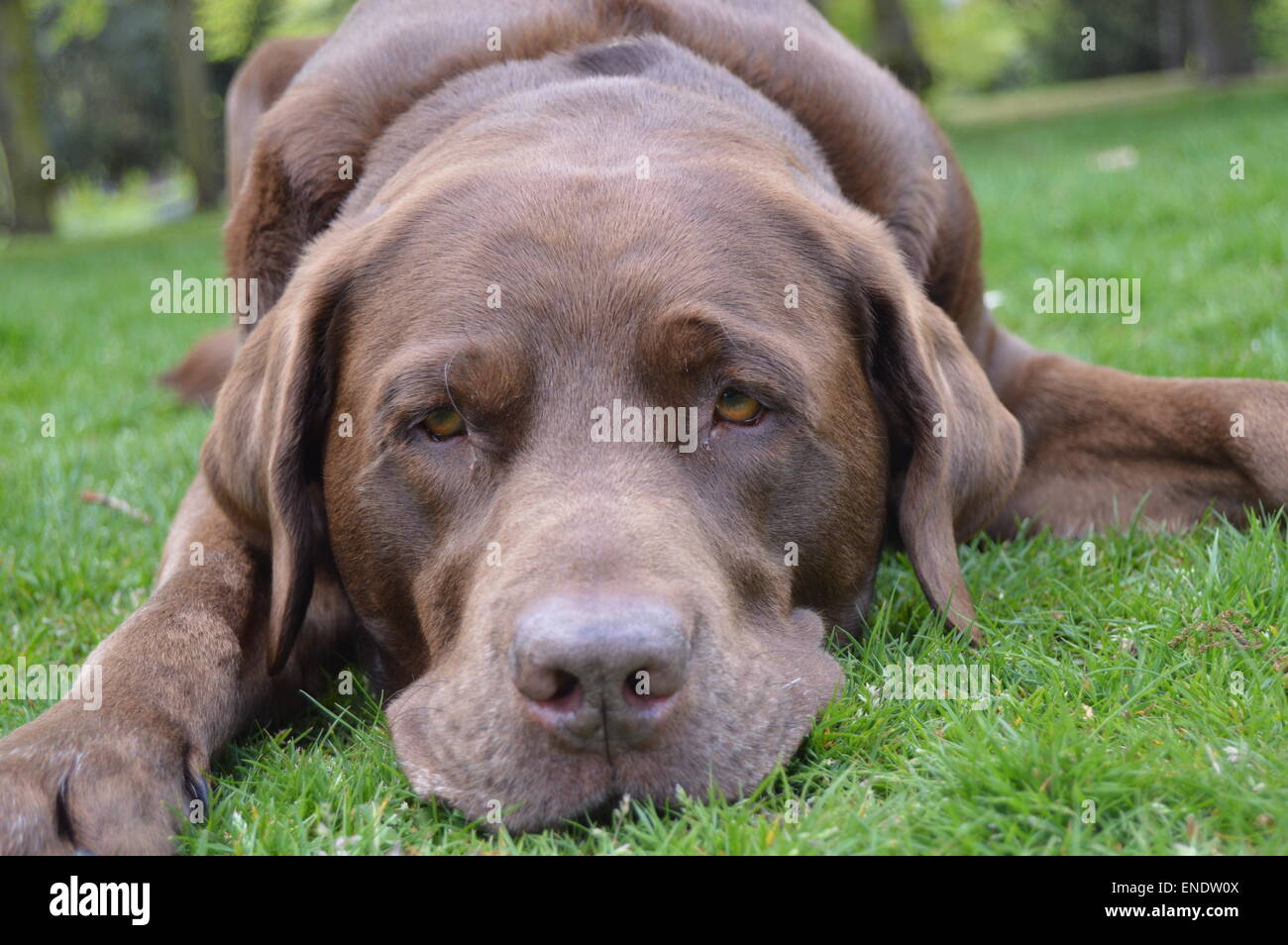 A Close up of a 6 year old chocolate male Labrador Stock Photo - Alamy