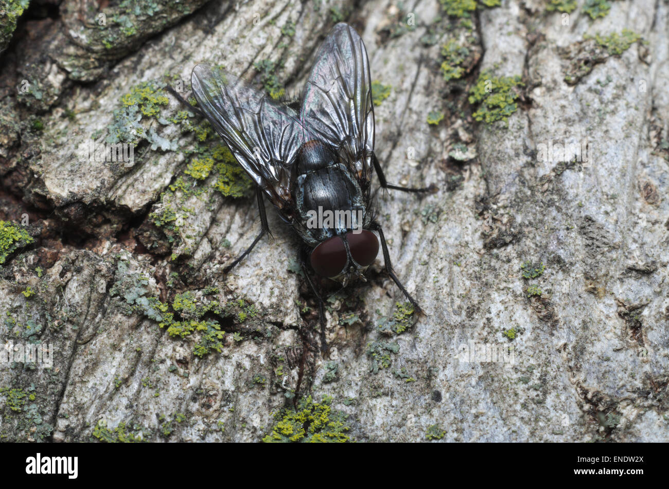 Common housefly (Musca domestica) placed on the bark of a tree Stock Photo