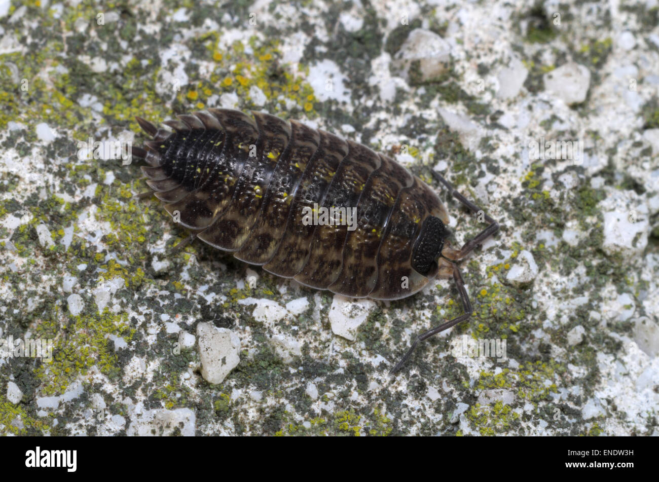 Pill-bug (Isopoda) wandering on a rock Stock Photo