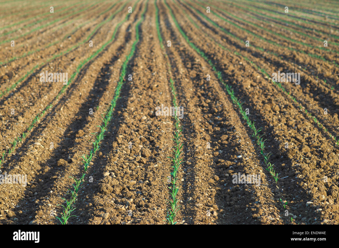 Growing green corn field (Zea mais) background Stock Photo