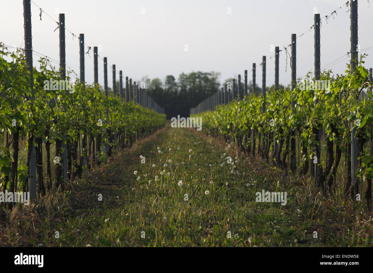 Italian vineyard in early spring, Italy, Friuli Stock Photo