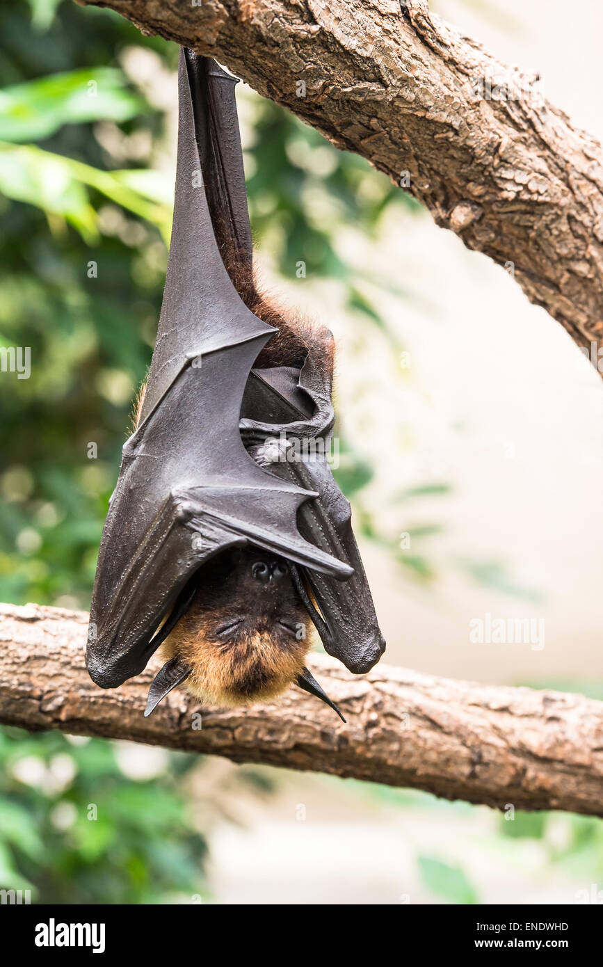 Fruit bat sleeping Stock Photo