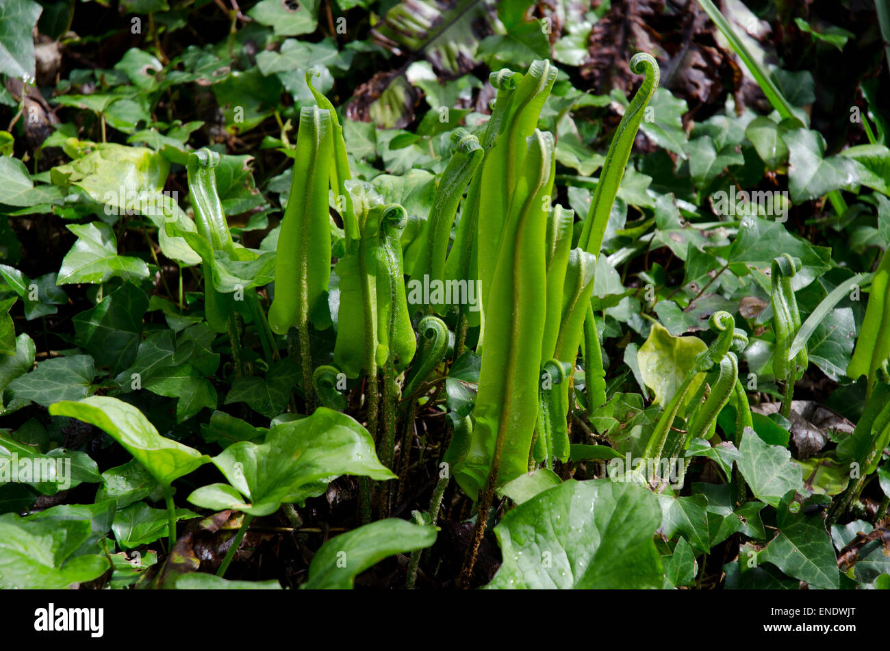 Harts Tongue Fern  Asplenium scolopendrium growing in woodland Stock Photo