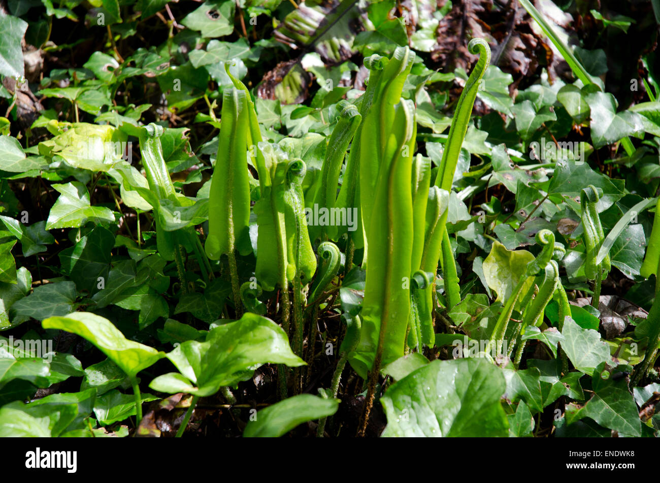 Harts Tongue Fern  Asplenium scolopendrium growing in woodland Stock Photo