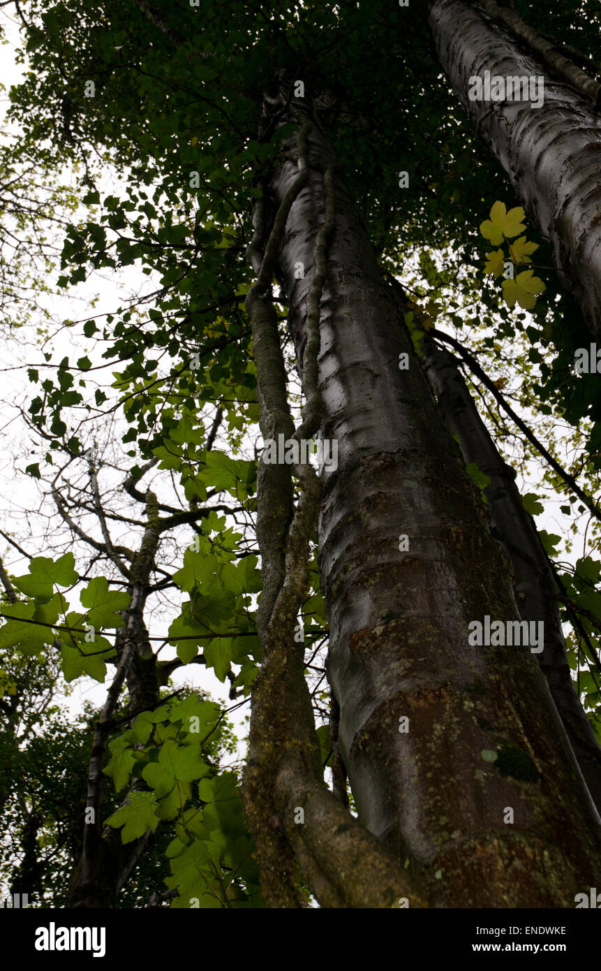 Tall woodland trees with invasive ivy Hedera climbing up them Stock Photo