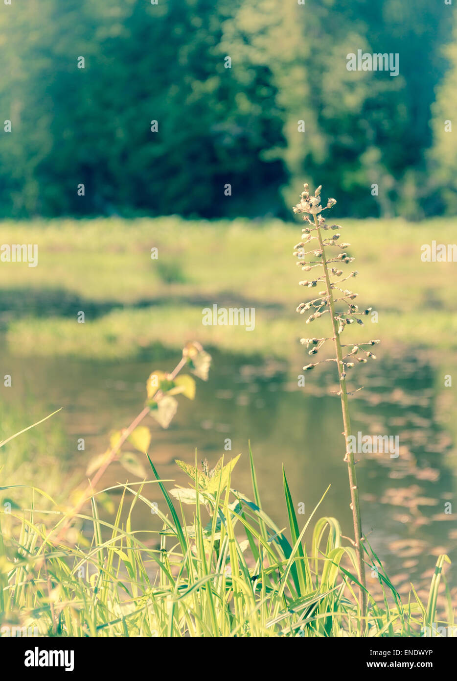 Small pond in middle forest hi-res stock photography and images - Alamy