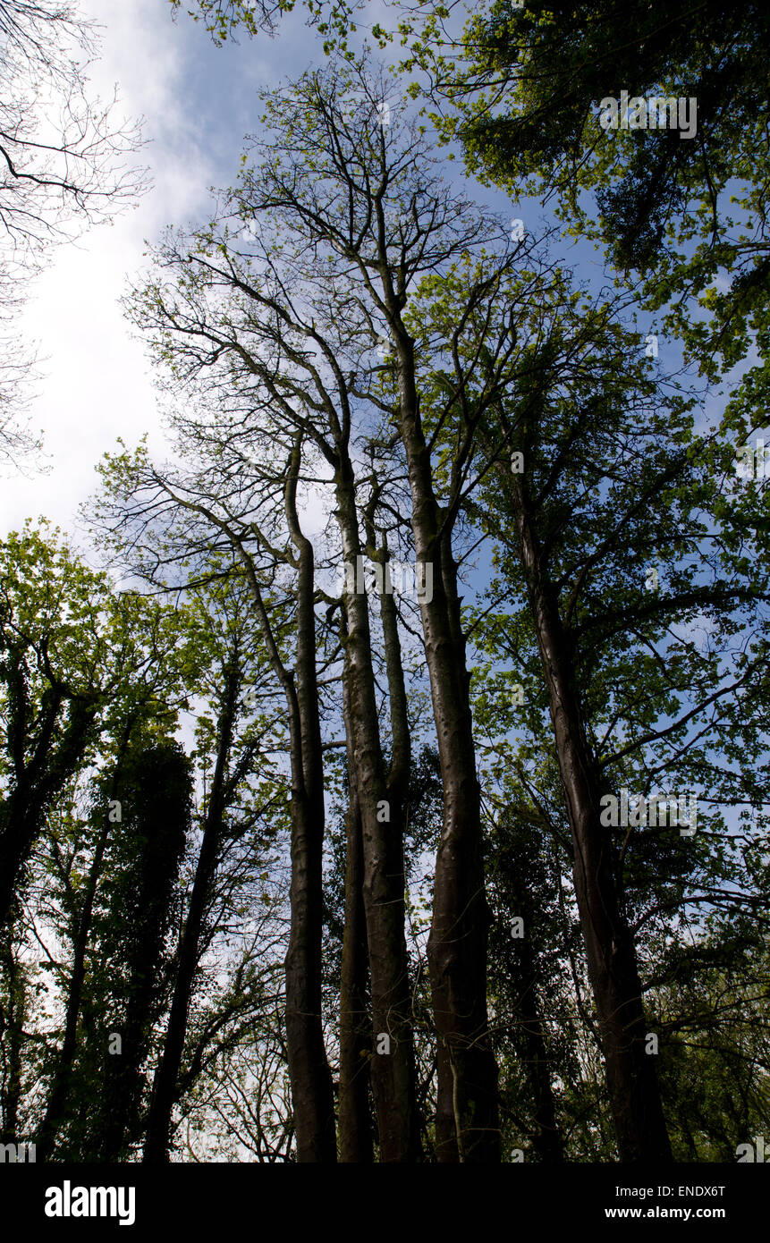 Tall thin trees hires stock photography and images Alamy