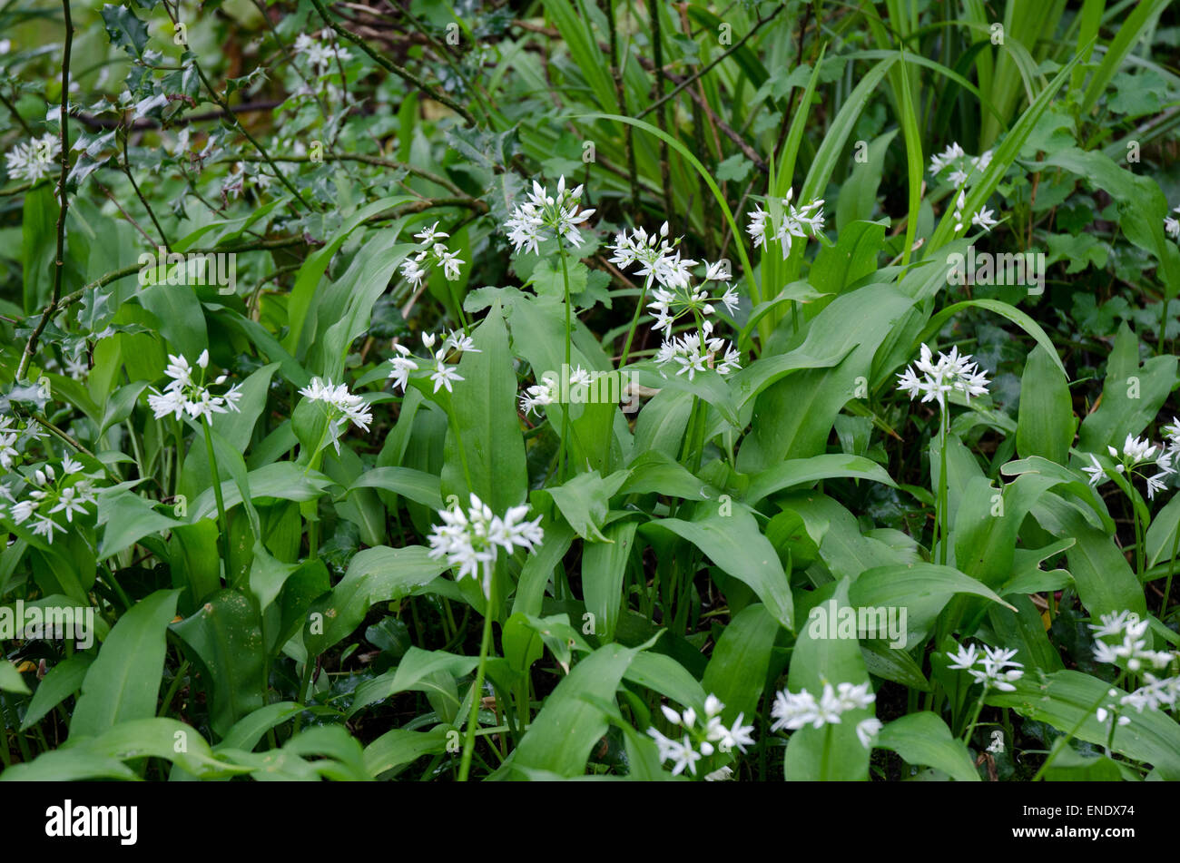 Wild Garlic Ramsons scientific name Allium ursinum Stock Photo   Alamy