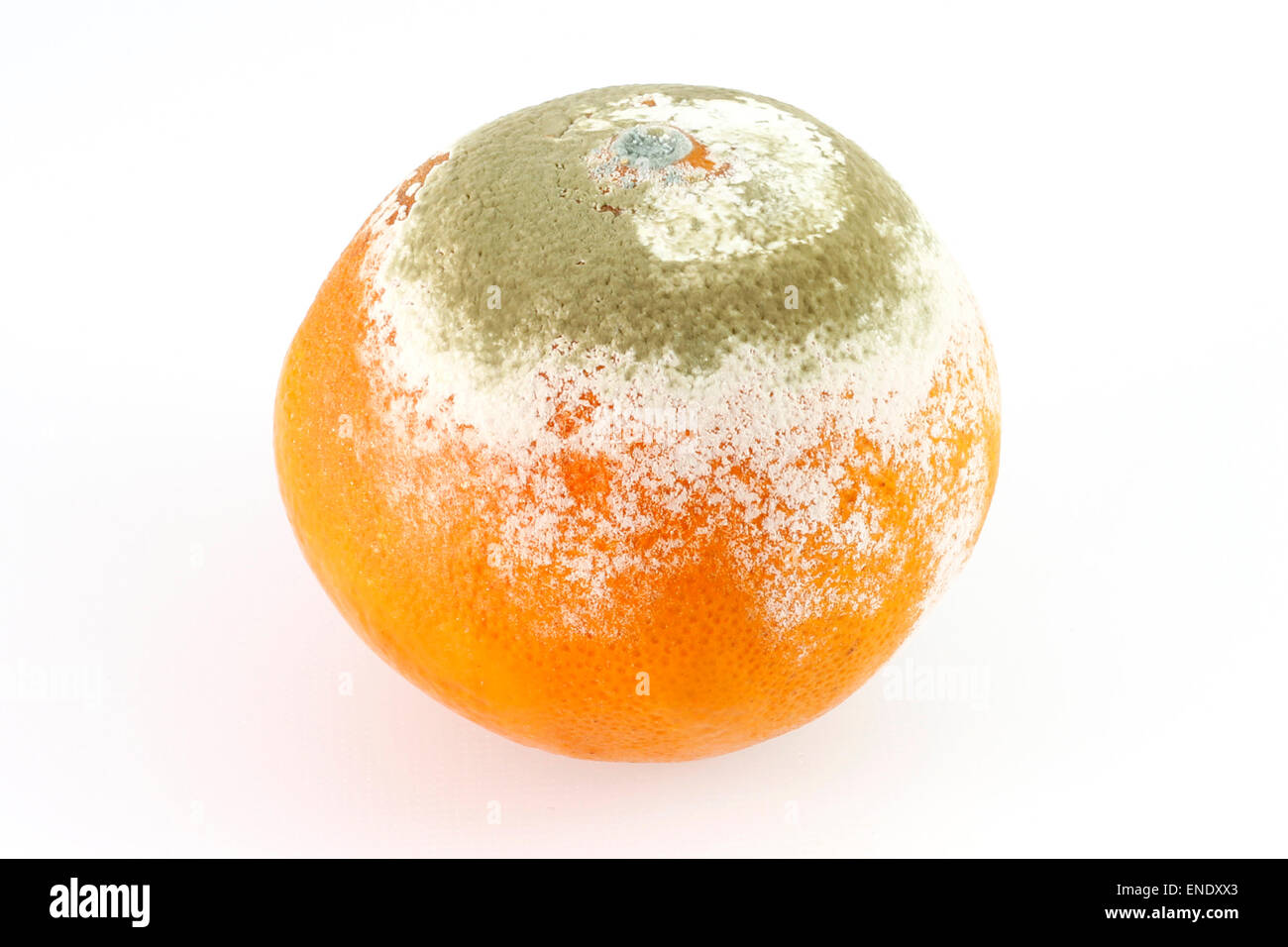 a green Mold on orange ugly musty Stock Photo Alamy