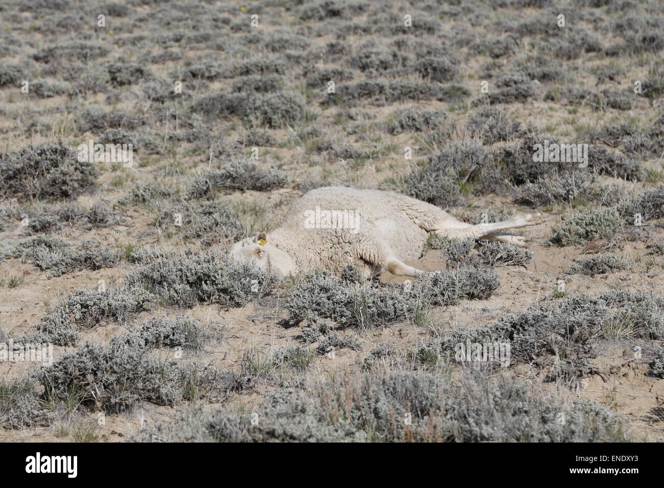 Sick sheep on the range Stock Photo Alamy