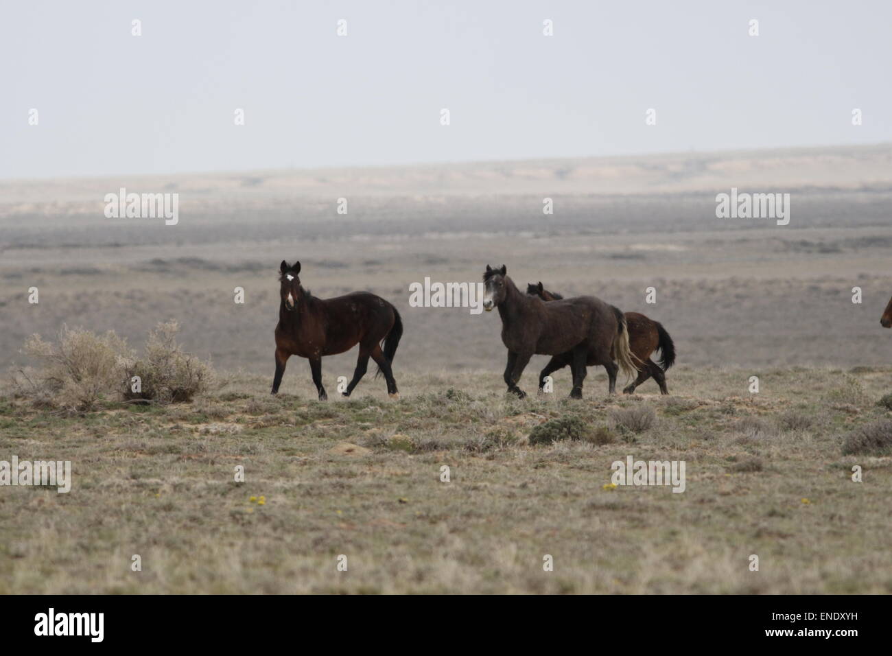 Rare and elusive wild horses in the Red Desert of Wyoming Stock Photo