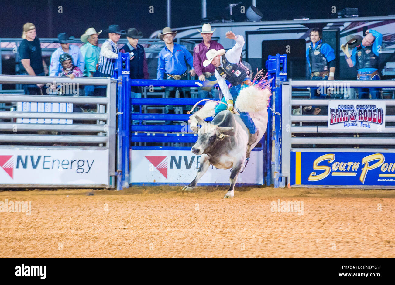Cowboy Participating in a Bull riding Competition at the Clark County ...