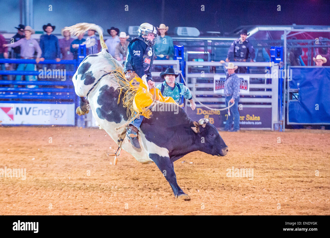 Cowboy Participating in a Bull riding Competition at the Clark County ...