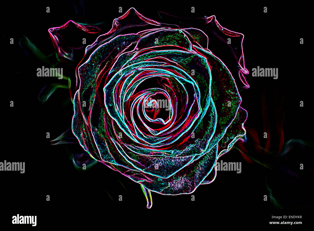 Abstract background made of rose flower, glowing neon style. Stock Photo
