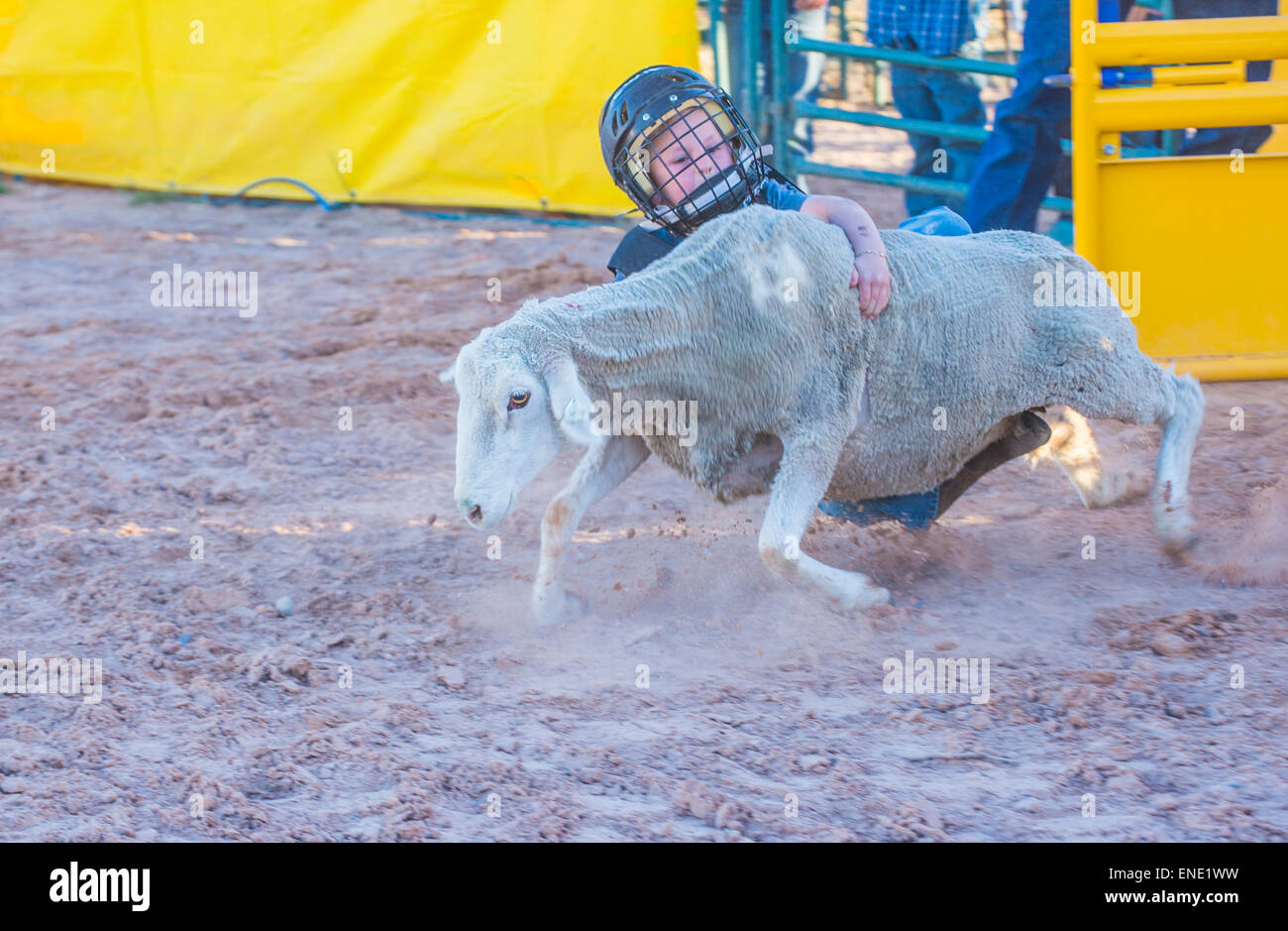 Boy riding on a sheep during a Mutton Busting contest at the Clark