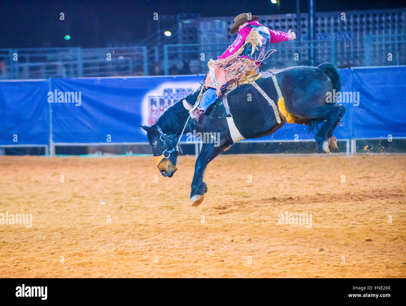 Cowboy Participating in a Bucking Horse Competition at the Clark County ...