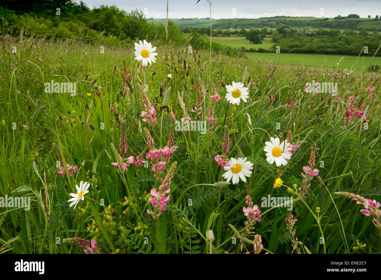 A wildflower meadow in Wiltshire with many oxeye daisies and grasses