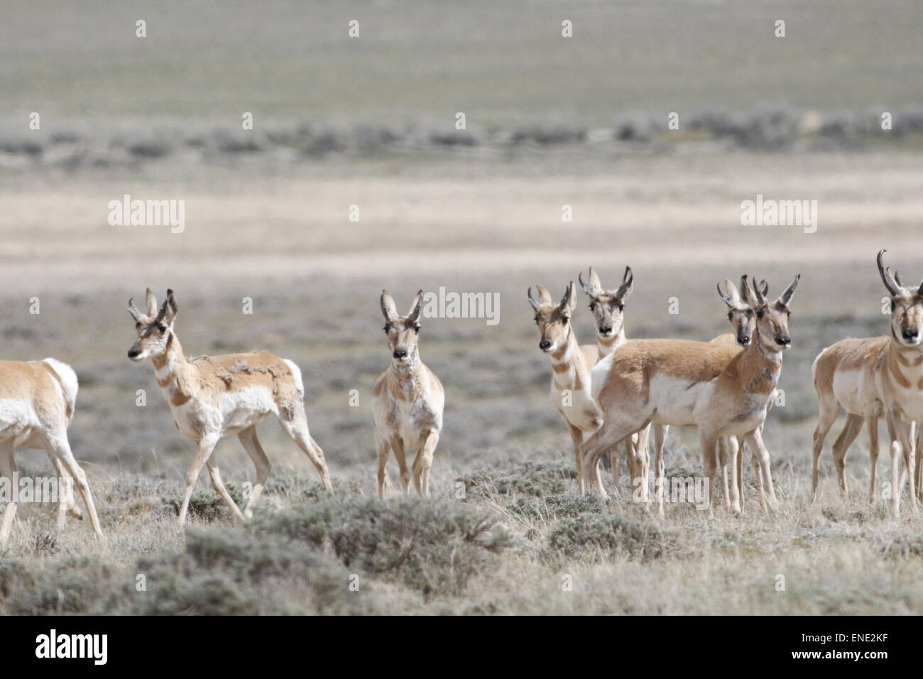 Pronghorn Antelope, Antilocapra americana, herd in the Red Desert of