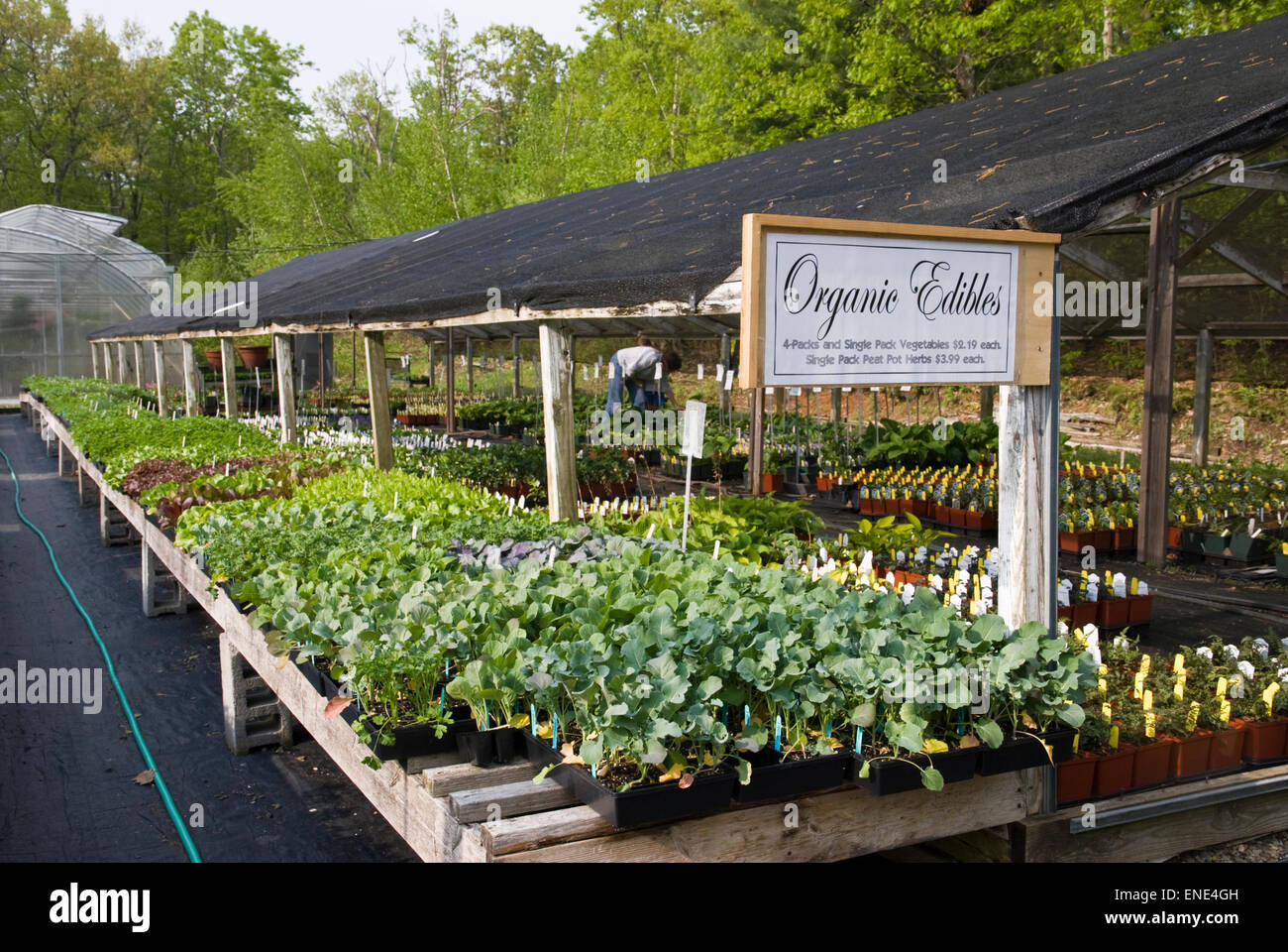 Organic herbs and vegetable plants for sale at a nursery