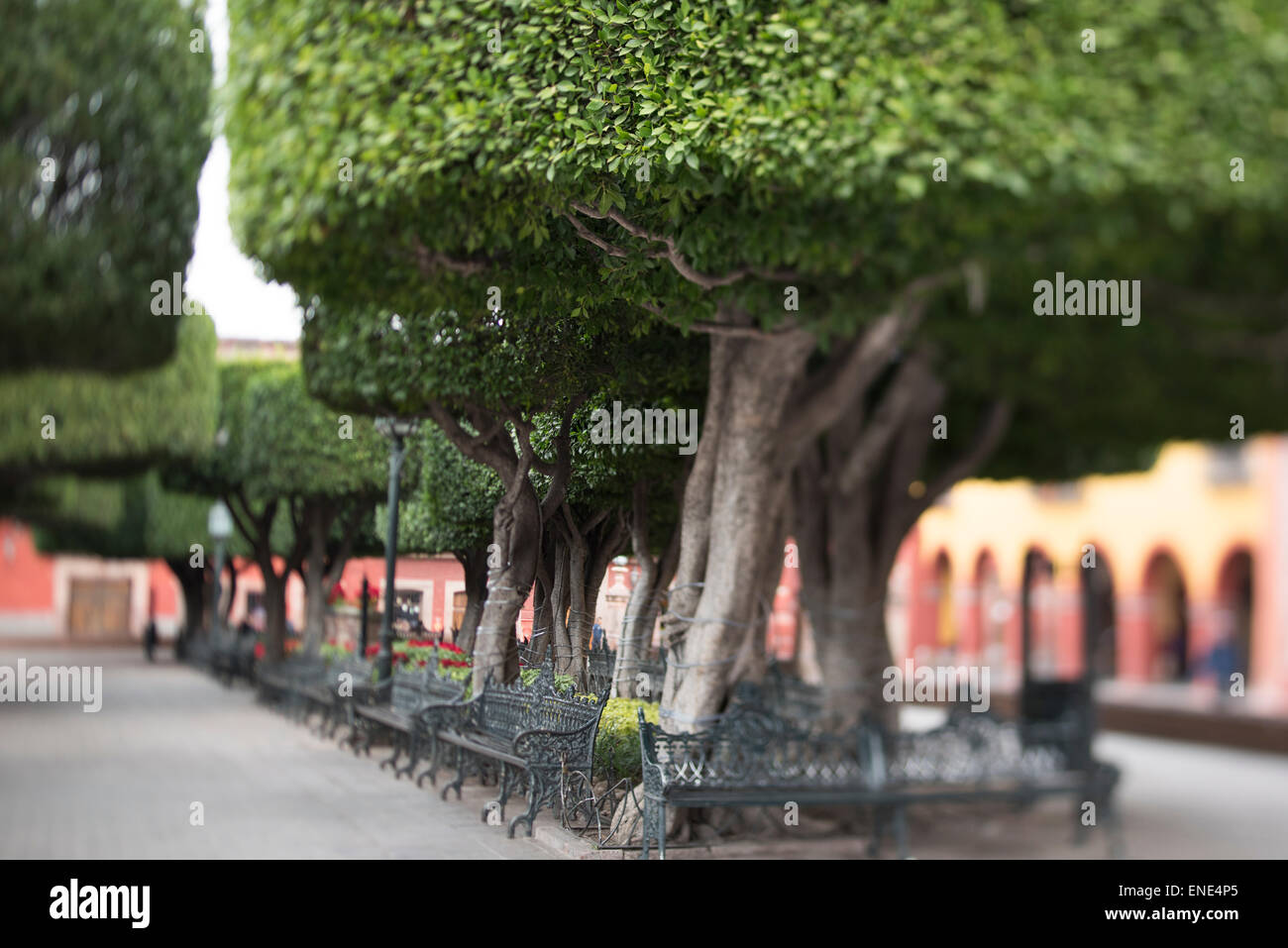 El Jardin benches and garden in San Miguel de Allende Mexico Stock Photo