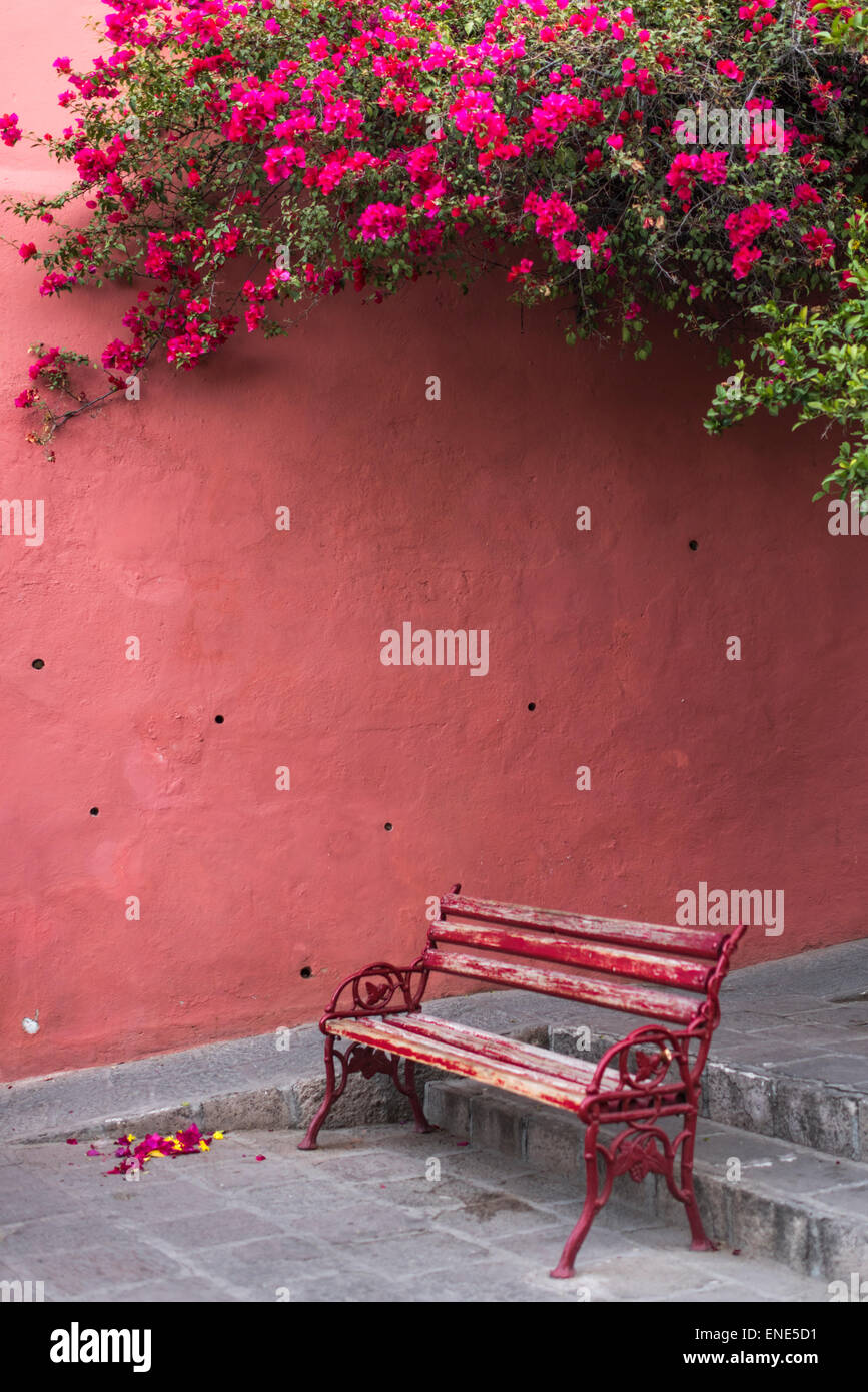Blooming bougainvillea flowers with pink wall and bench on the streets of San Miguel de Allende in Mexico Stock Photo