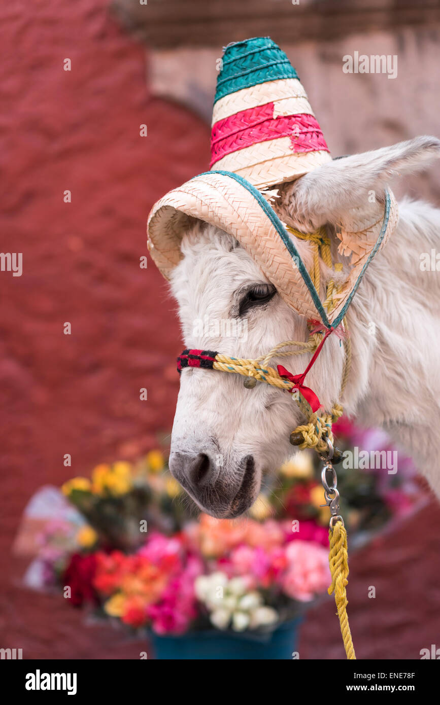 Camila the donkey with roses in the streets of San Miguel de Allende Mexico Stock Photo