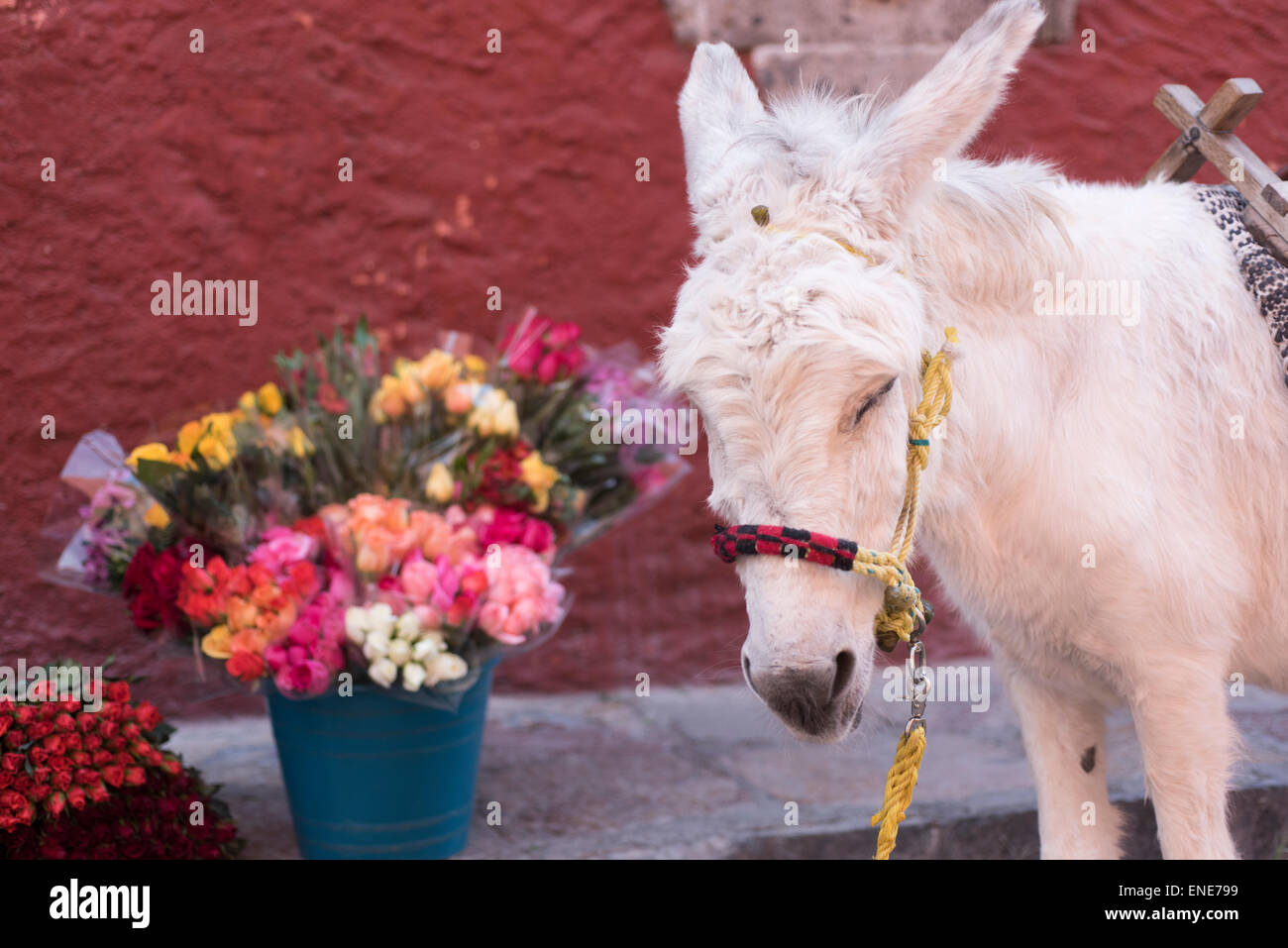 Camila the donkey in the streets of San Miguel de Allende Mexico Stock Photo