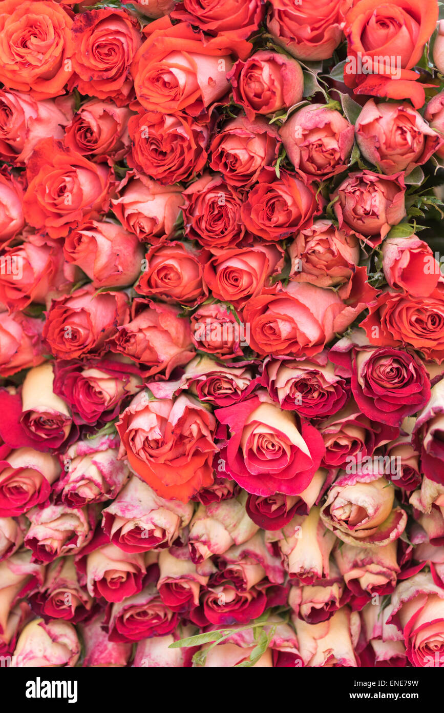 Colorful roses for sale in the streets of San Miguel de Allende in Mexico Stock Photo