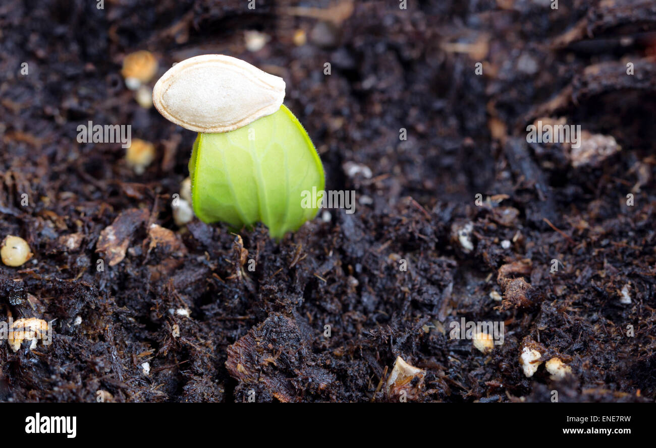 Close up image of a new zucchini seedling, focus on shell, coming out of the ground. Stock Photo