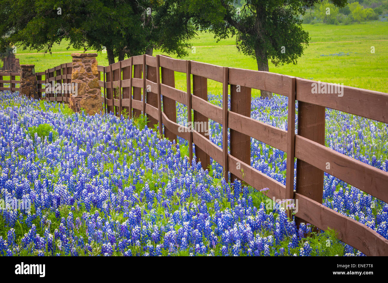 Ranch fence in the Texas Hill Country, surrounded by bluebonnets Stock
