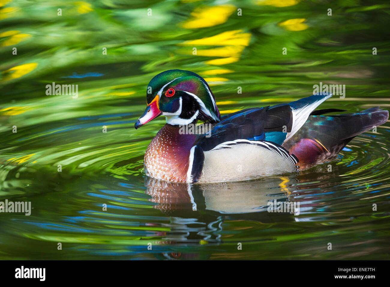 The wood duck or Carolina duck (Aix sponsa) is a species of perching duck found in North America. Stock Photo