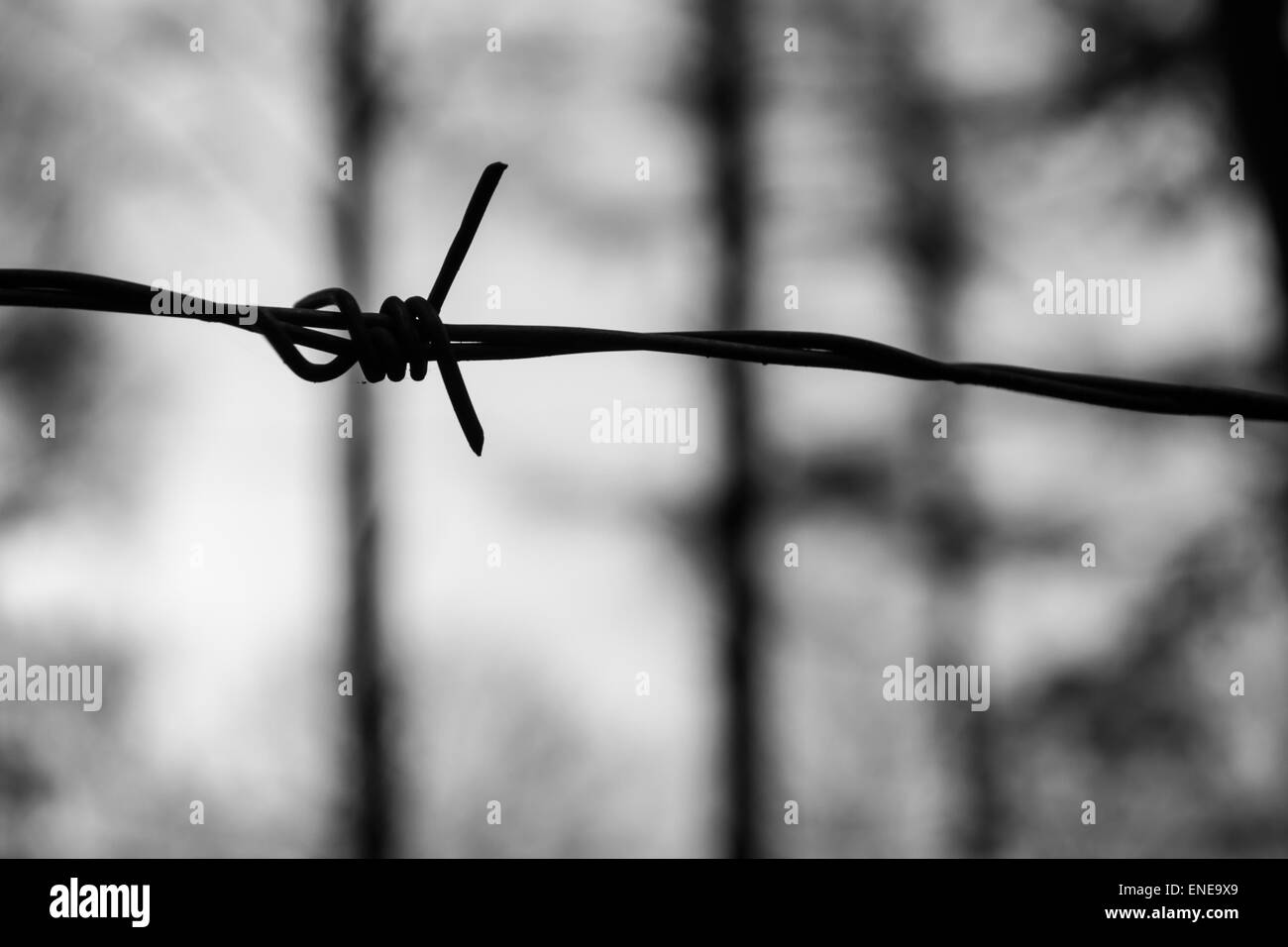 Simple barbed wire in black and white against a forest background Stock Photo