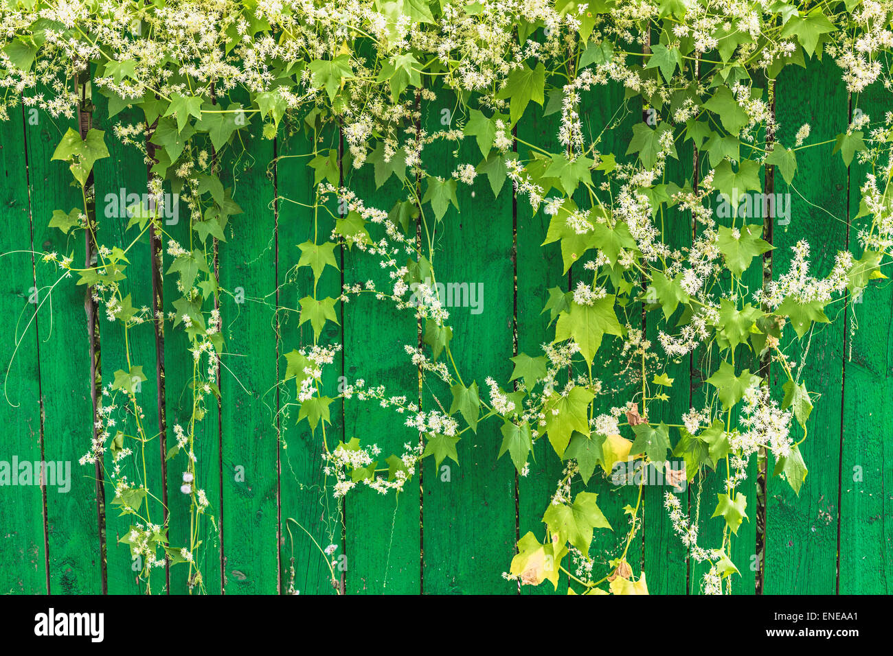 Wood fence flowers hi-res stock photography and images - Alamy