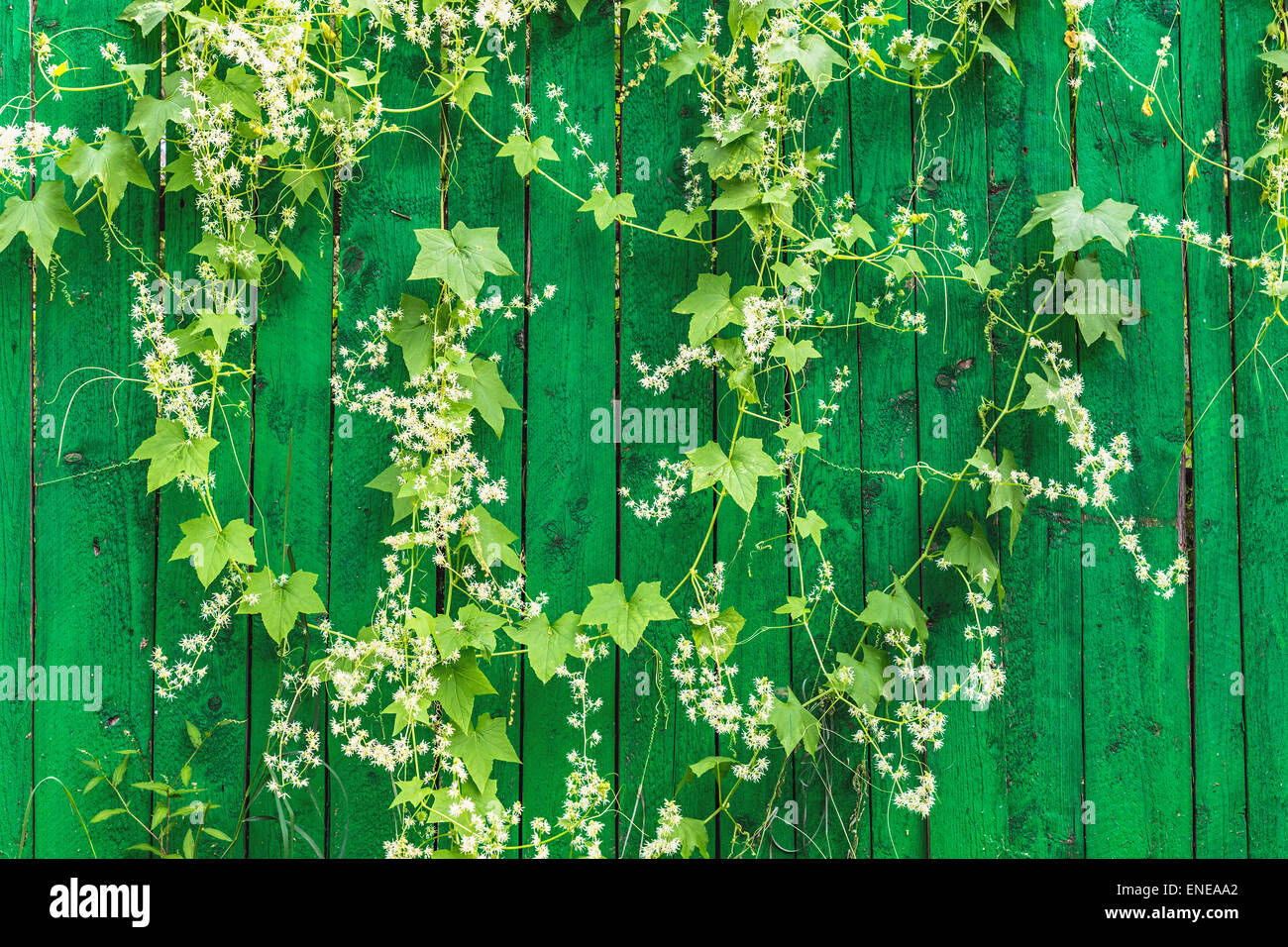 Wood fence flowers hi-res stock photography and images - Alamy