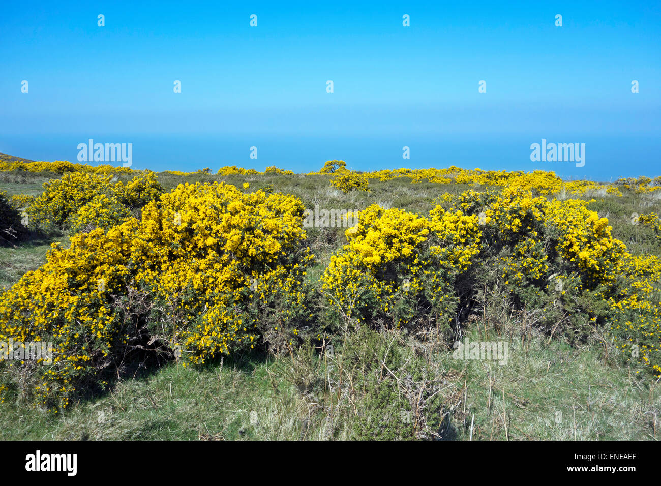 Flowering Gorse bush North Devon Coast England Stock Photo