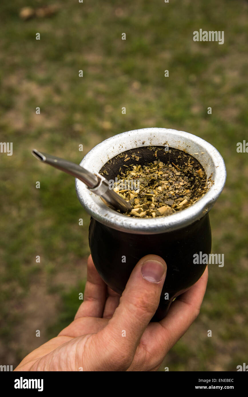 closeup of  Maté which is a native South American drink made from the Yerba Mate plant Stock Photo