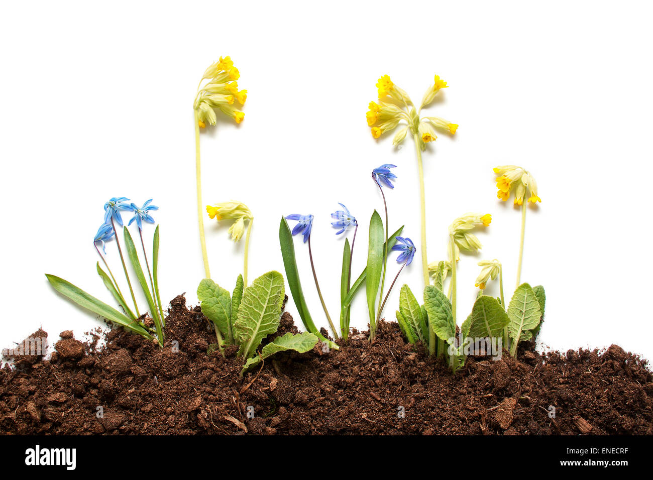 Isolated spring flowers Stock Photo - Alamy