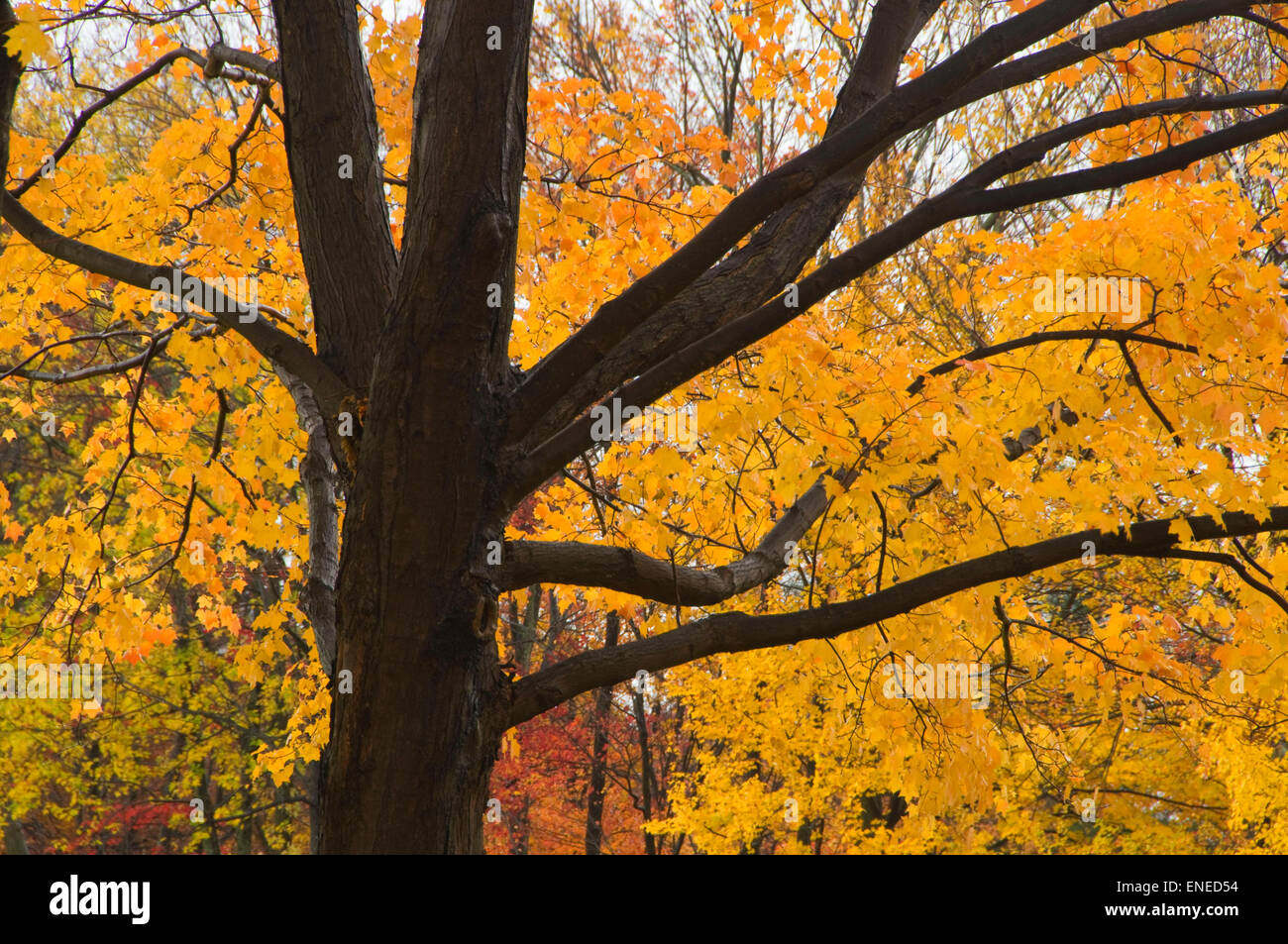 Sugar maple forest hi-res stock photography and images - Alamy