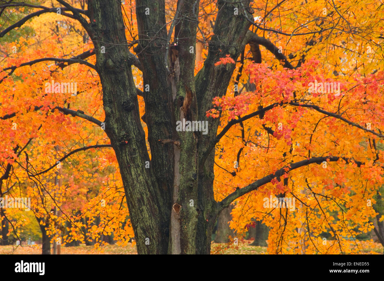 Wolcott park hires stock photography and images Alamy