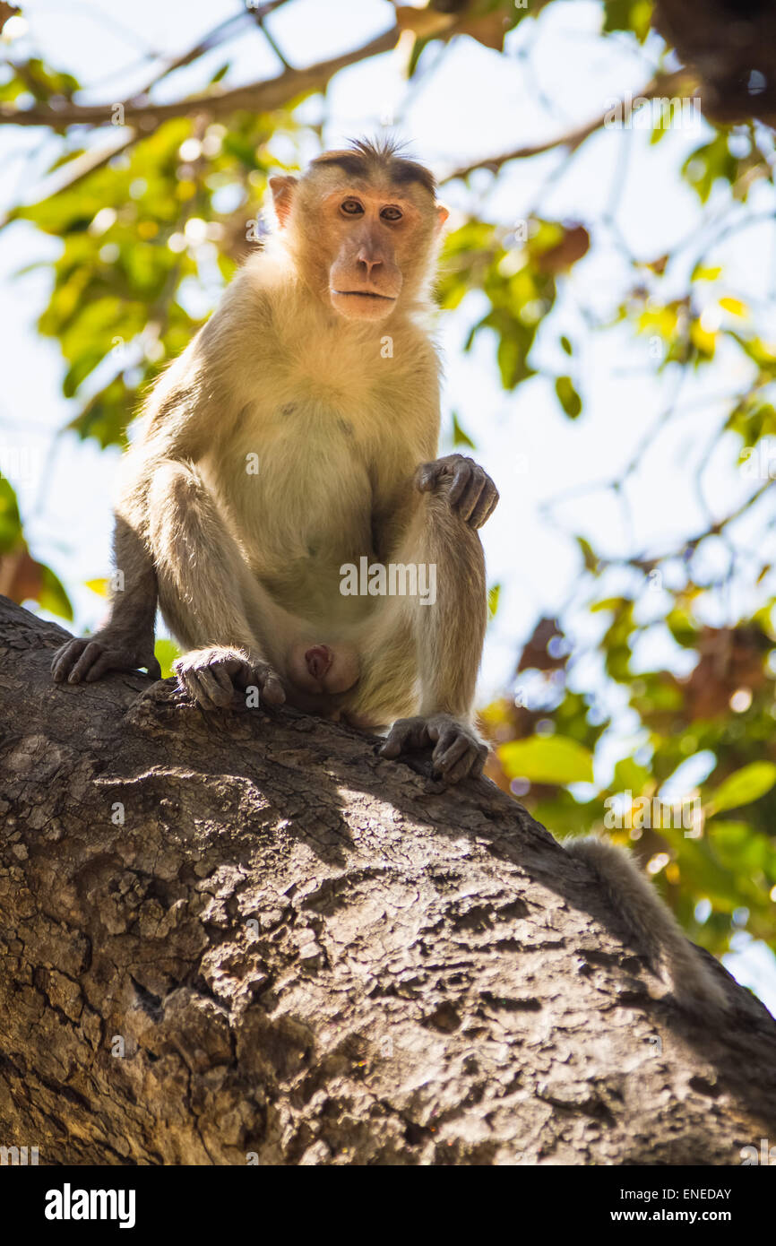 Monkey sitting on tree in jungle Stock Photo