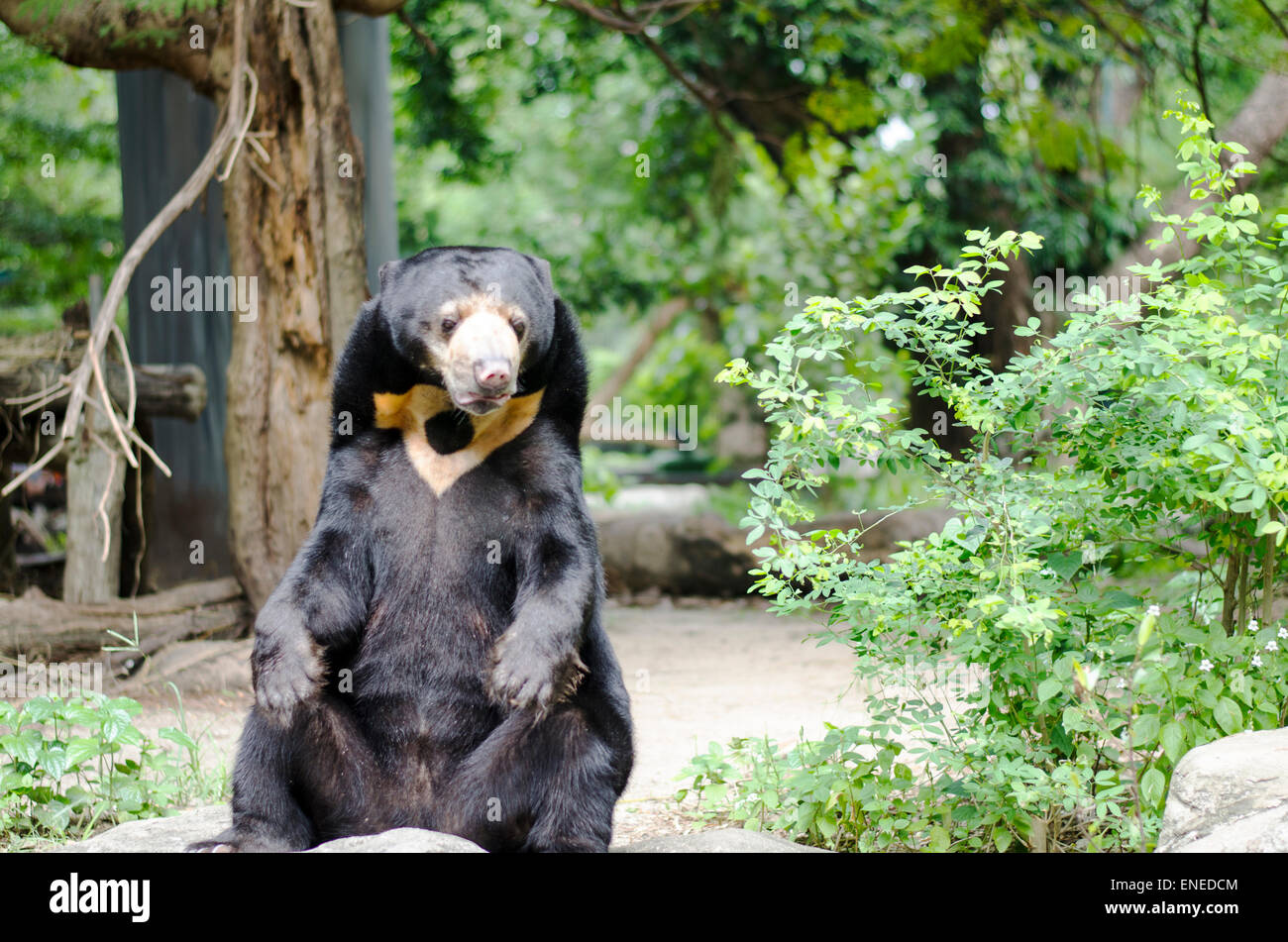 Malayan sun bear In bangkok Thailand zoo Stock Photo - Alamy