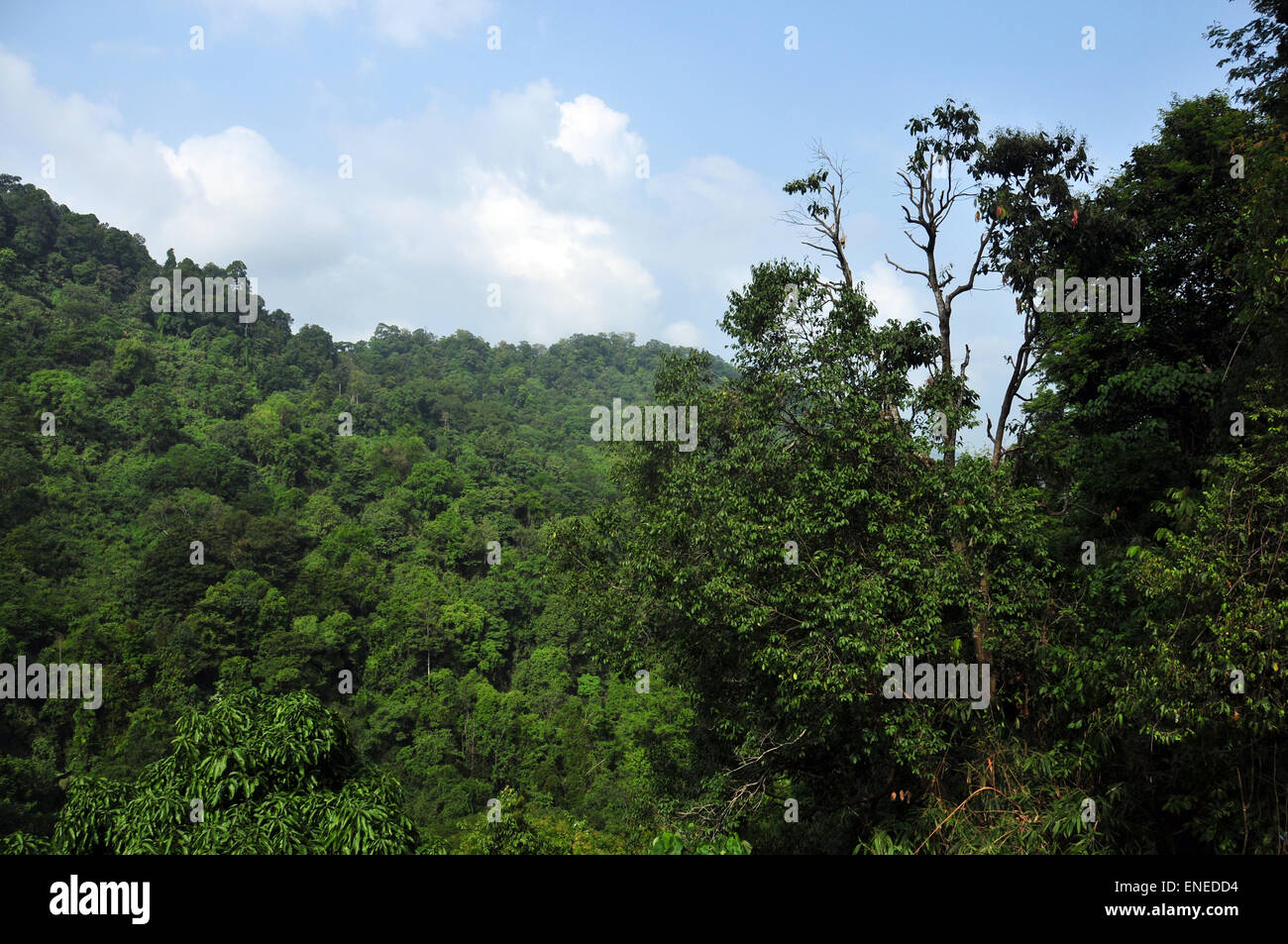 Thick forest trees in kerala hi-res stock photography and images - Alamy