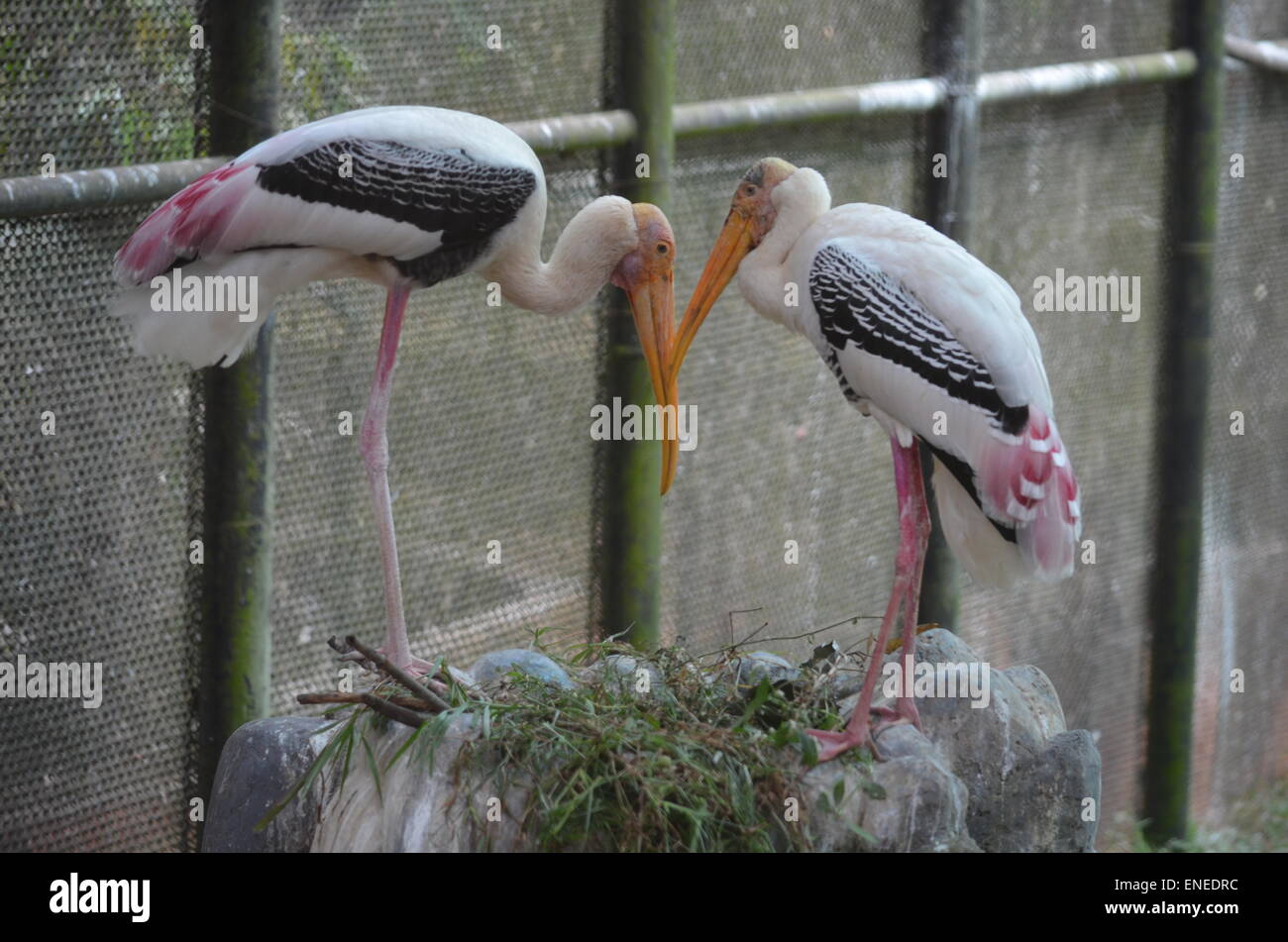 Nature and wildlife hi-res stock photography and images - Alamy