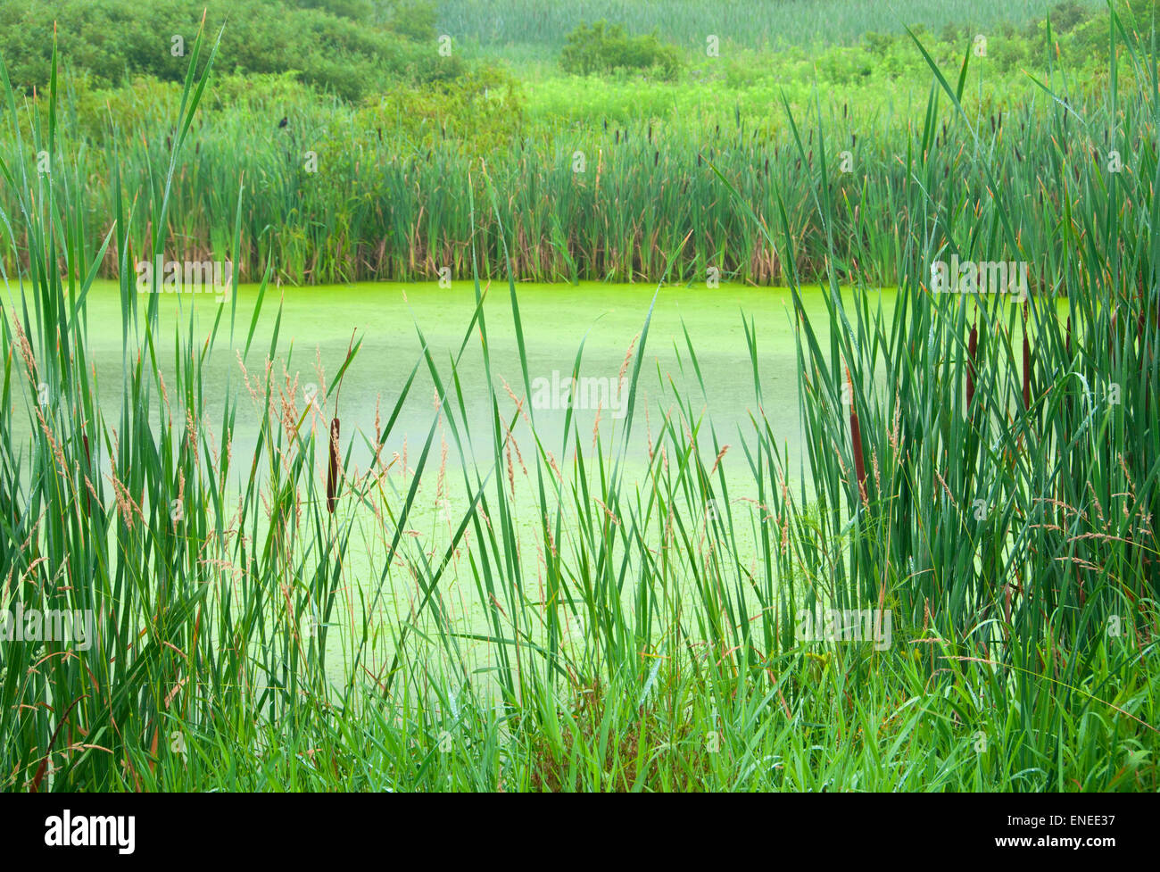 Pond, Major Michael Donnelly Land Preserve, South Windsor, Connecticut Stock Photo Alamy