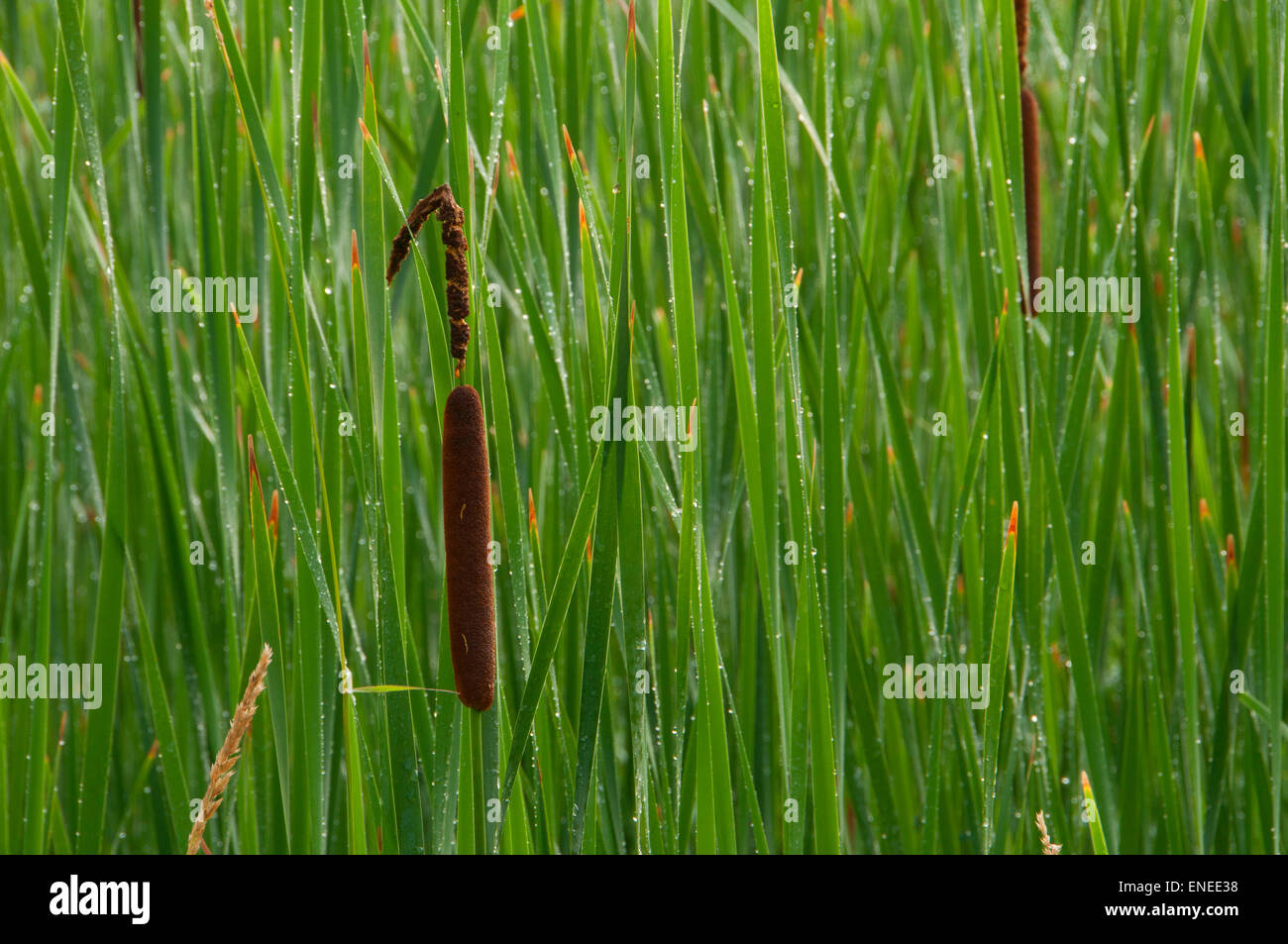 Cattails, Major Michael Donnelly Land Preserve, South Windsor, Connecticut Stock Photo